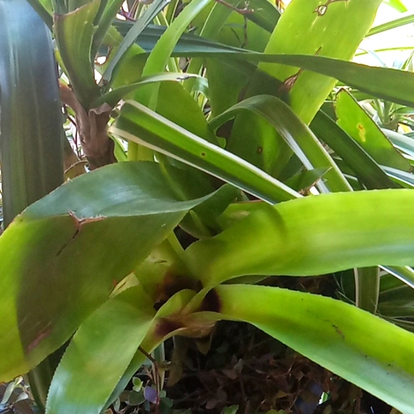 Winter is over  and I need to purge some plants,  10 plant starts, my c… - Picture 14 of 15